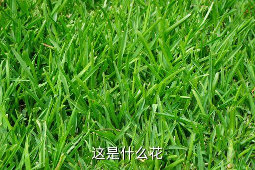 这是什么花