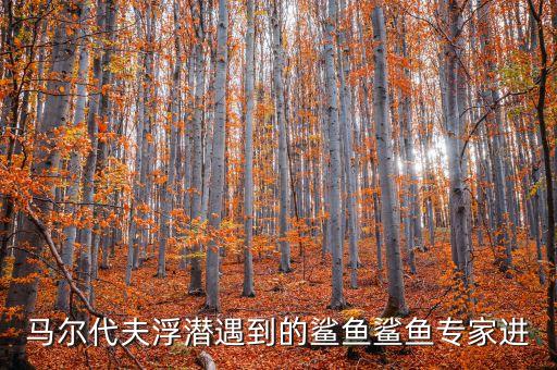 礁鲨，吃肉鲨鱼的资料快