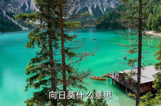 向日葵是什么意思，向日葵代表什么意思