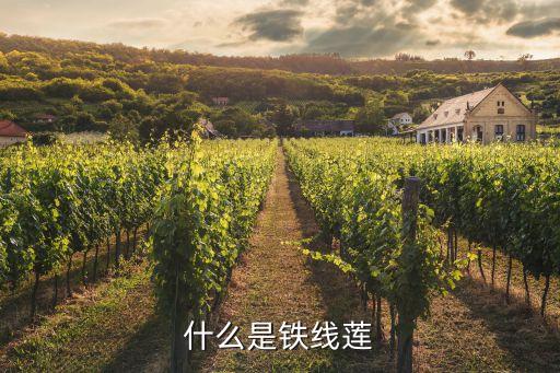 什么是铁线莲
