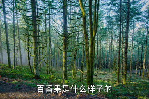 百香果是什么样子的