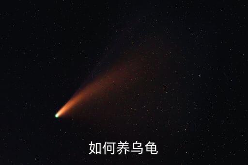 如何养乌龟，怎样饲养乌龟
