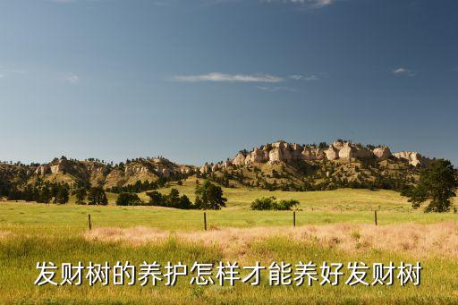 发财树怎么护理，发财树怎样养护