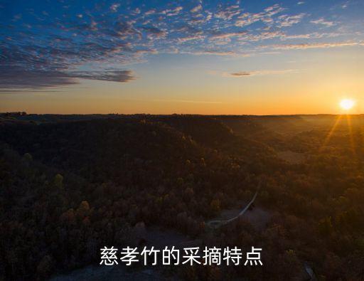 慈孝竹的采摘特点