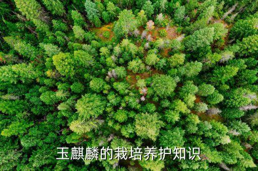 玉麒麟的栽培养护知识