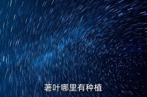 荖叶哪里有种植
