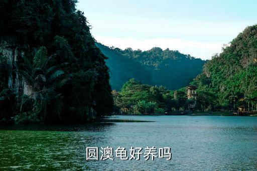 圆澳龟好养吗