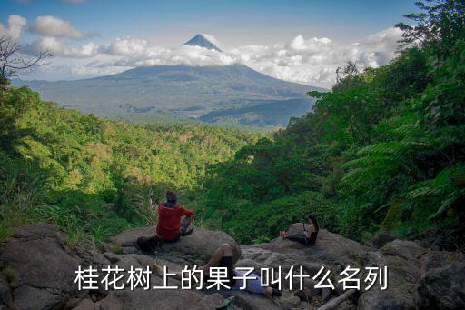 桂花结果吗，桂花的种子多少年结
