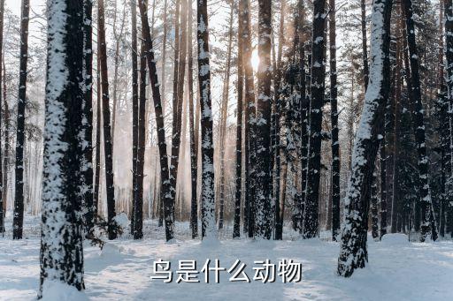 鸟，鸟是什么动物