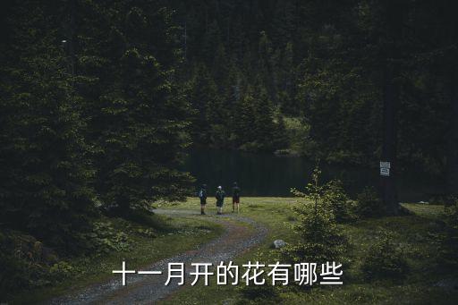十一月开的花有哪些