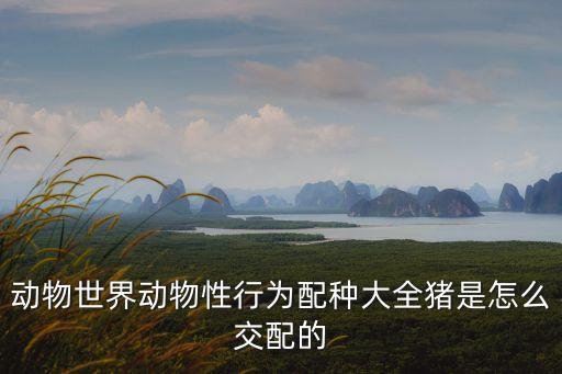 动物世界动物性行为配种大全猪是怎么交配的