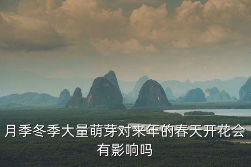 月季冬季大量萌芽对来年的春天开花会有影响吗
