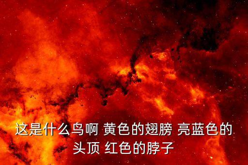 这是什么鸟啊 黄色的翅膀 亮蓝色的头顶 红色的脖子