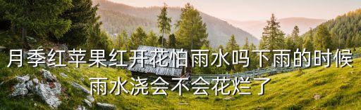 月季红苹果红开花怕雨水吗下雨的时候雨水浇会不会花烂了