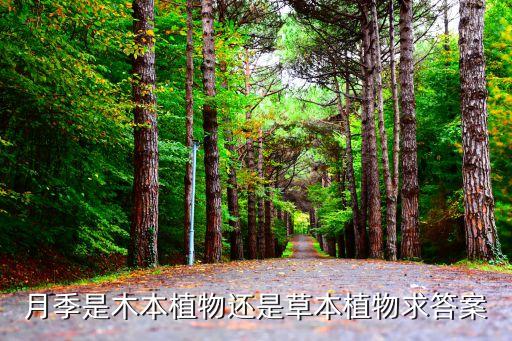 月季是木本植物还是草本植物求答案