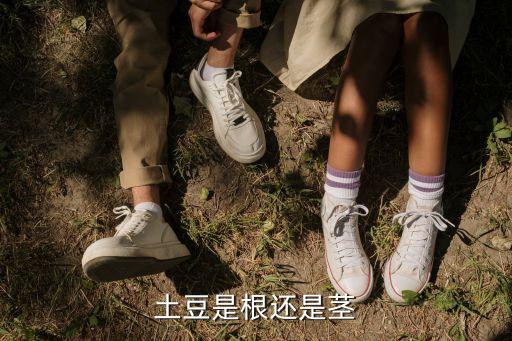 土豆属于根还是茎，土豆是根还是茎呢