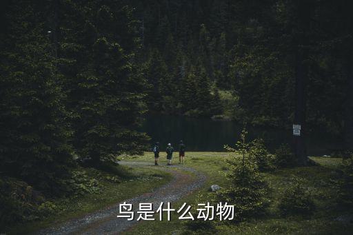 鸟是什么动物