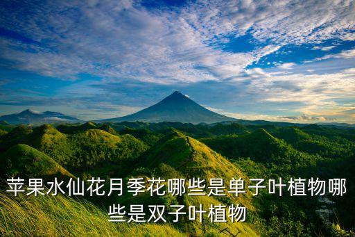 苹果水仙花月季花哪些是单子叶植物哪些是双子叶植物