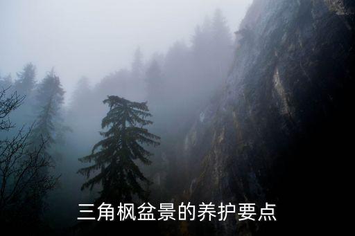 三角枫盆景的养护要点