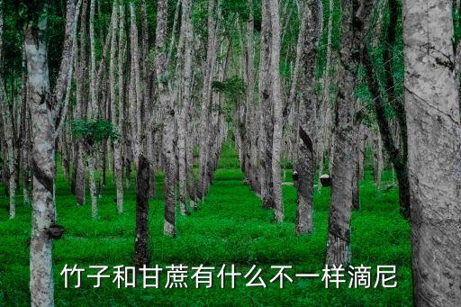 实心竹子图片，水竹长高是什么样子图片
