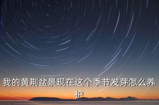 黄荆盆景，黄荆盆景 风水好不好