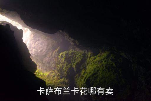 卡萨布兰卡花哪有卖