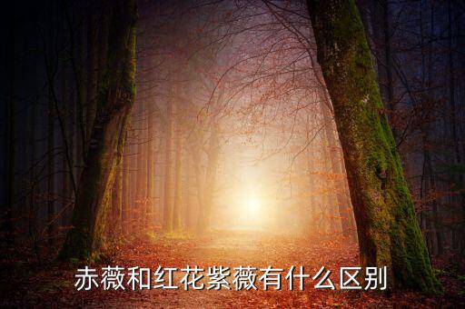 赤薇和红花紫薇有什么区别