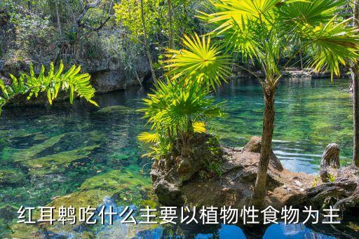 蝾螈吃什么，红腹蝾螈吃什么