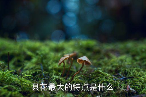 县花，县花最大的特点是什么