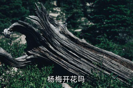 杨梅花，杨梅花是什么颜色