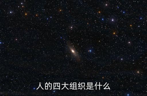 人的四大组织是什么