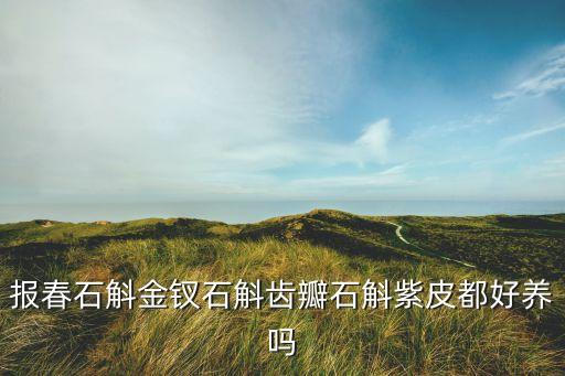 报春石斛金钗石斛齿瓣石斛紫皮都好养吗