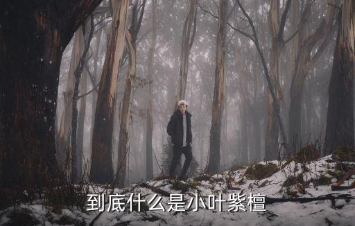 小叶紫檀木，到底什么是小叶紫檀