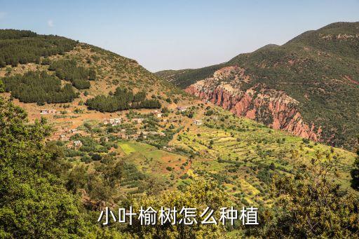 小叶榆树怎么种植