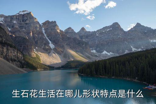 生石花生活在哪儿形状特点是什么