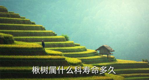 楸树属什么科寿命多久