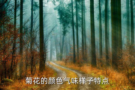 菊花的颜色气味样子特点