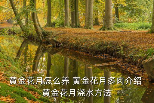 黄金花月怎么养 黄金花月多肉介绍 黄金花月浇水方法