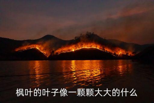 枫叶的叶子像一颗颗大大的什么