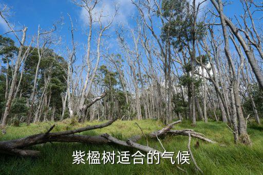 紫楹树适合的气候