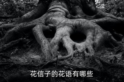 花信子，花信子的花语有哪些