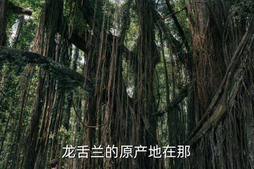 龙舌兰的原产地在那