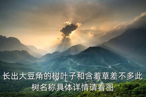 凤凰木图片，长出大豆角的树叶子和含羞草差不多此树名称具体详情请看图
