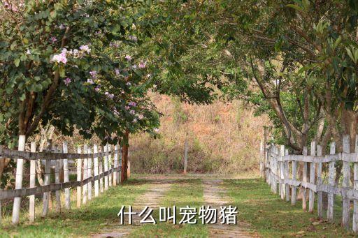 什么叫宠物猪