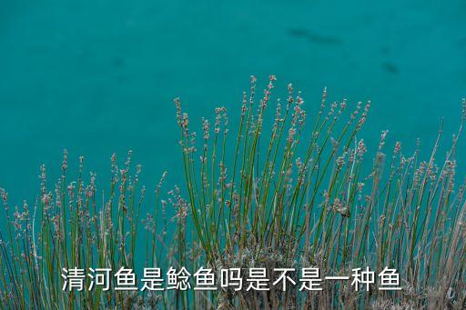 清江鱼和鲶鱼的区别，清河鱼是鲶鱼吗是不是一种鱼