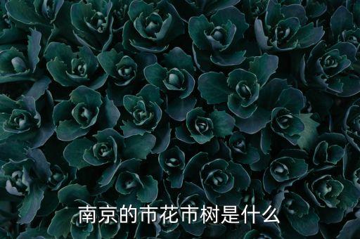 南京市树，南京的市树是什么