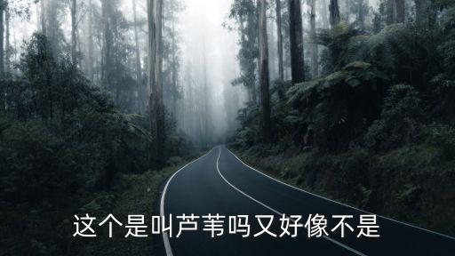 芦苇长什么样，什么叫芦苇