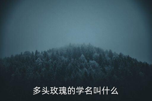 多头玫瑰的学名叫什么