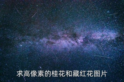 桂花图片大全大图，桂花的叶子是什么形状