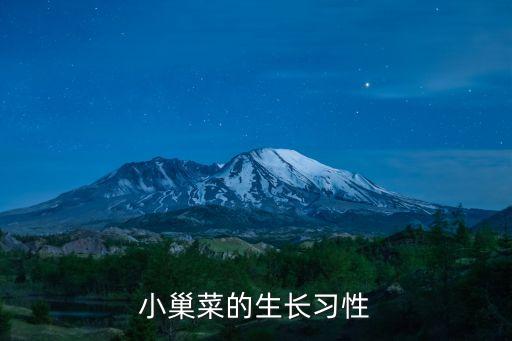 小巢菜的生长习性